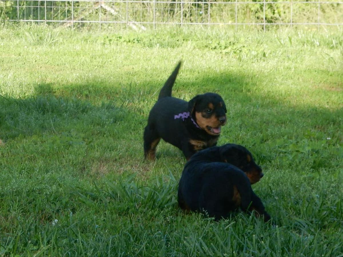 Airedale Terrier Puppies breeder image 17