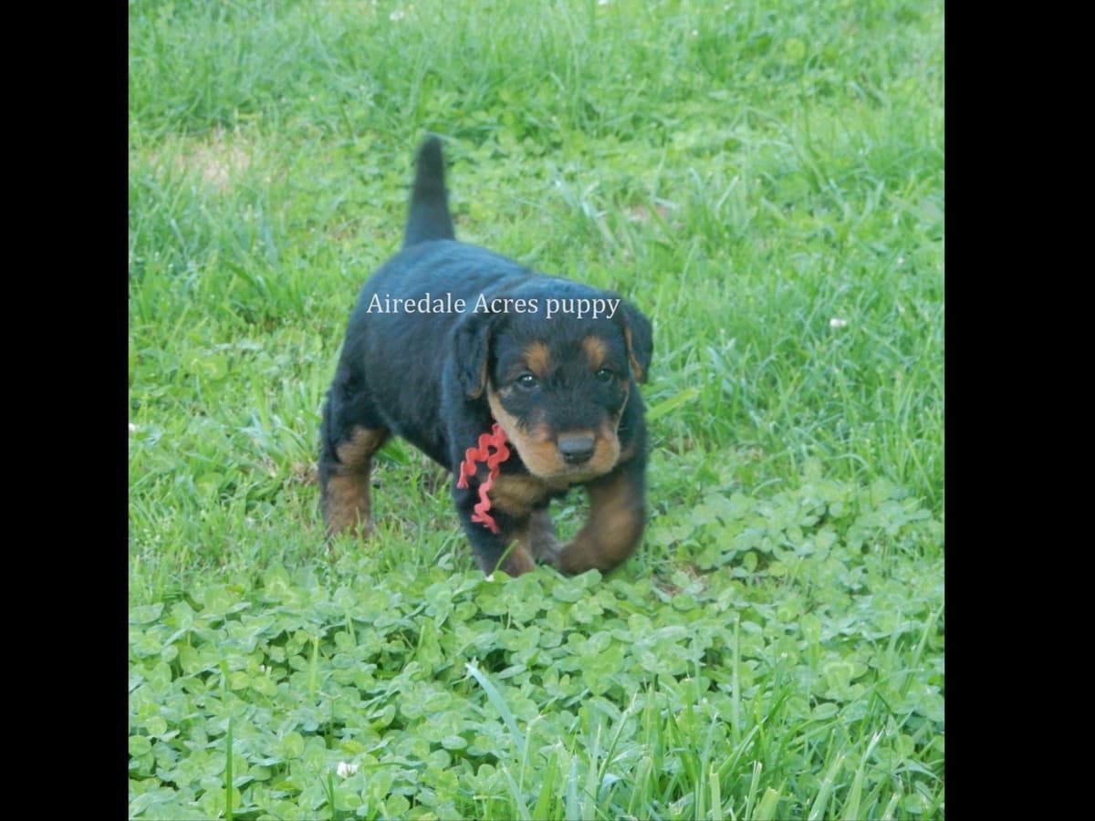 Airedale Terrier Puppies breeder image 18