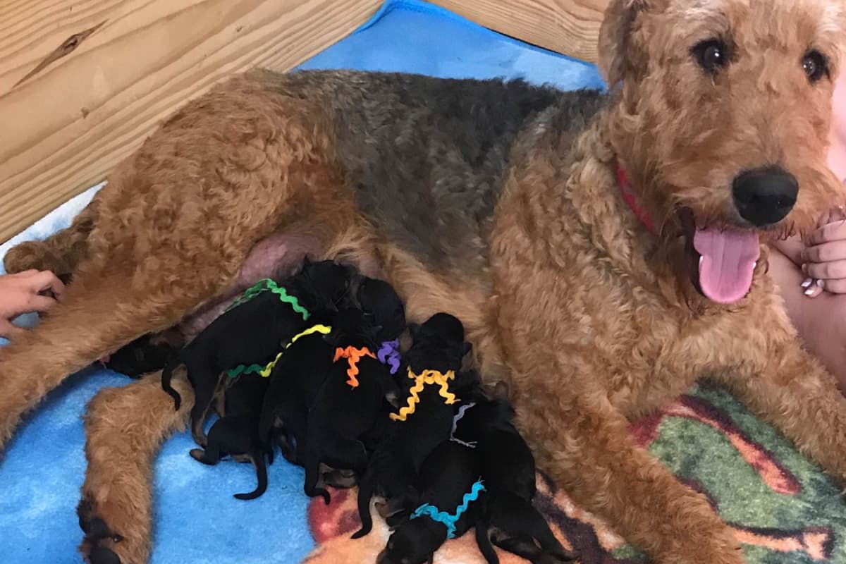 Airedale Terrier Puppies breeder image 19