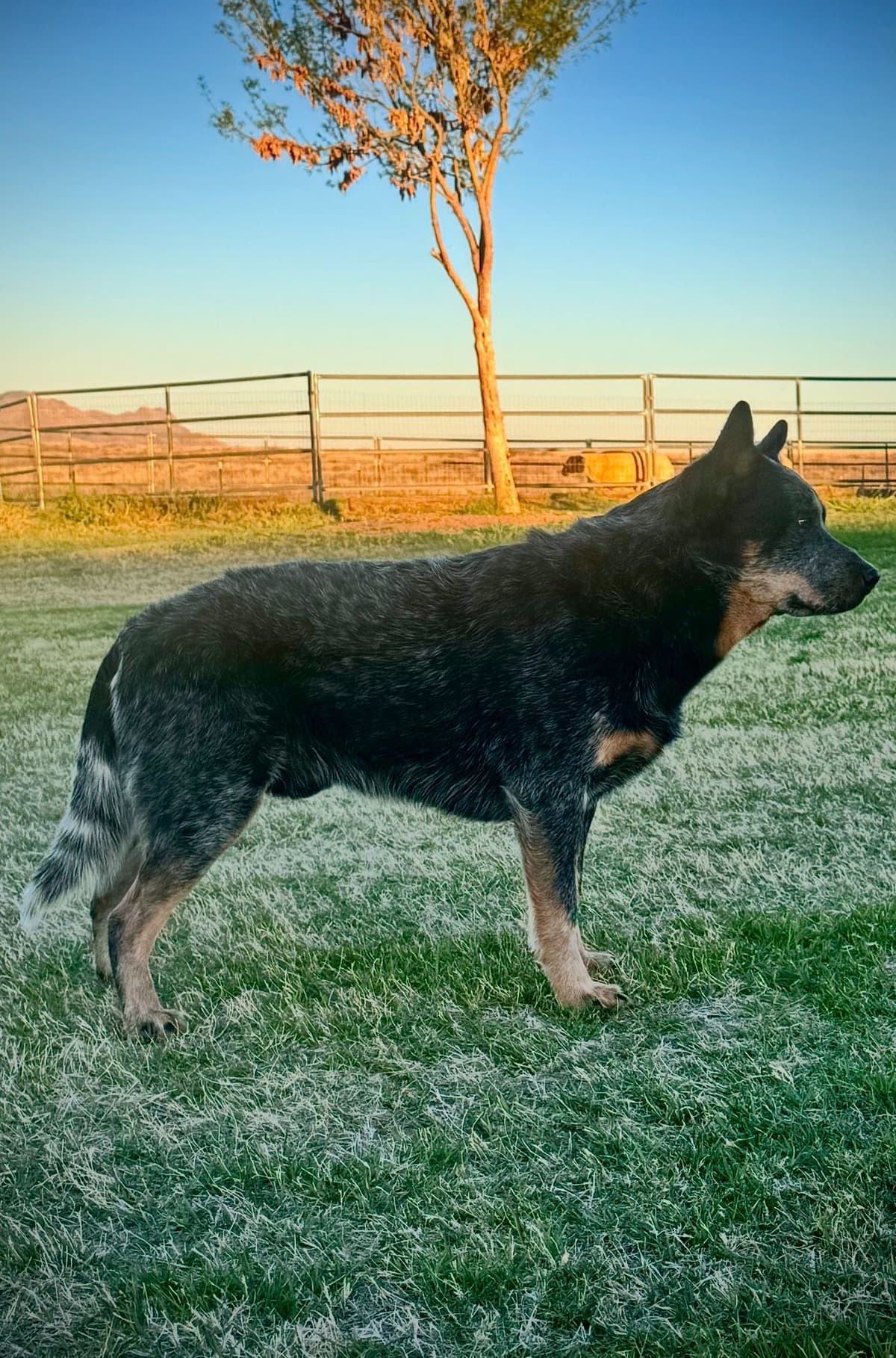 Australian Cattle Dog Puppies breeder image 4