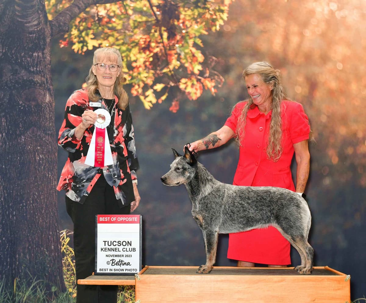 Australian Cattle Dog Puppies breeder image 5