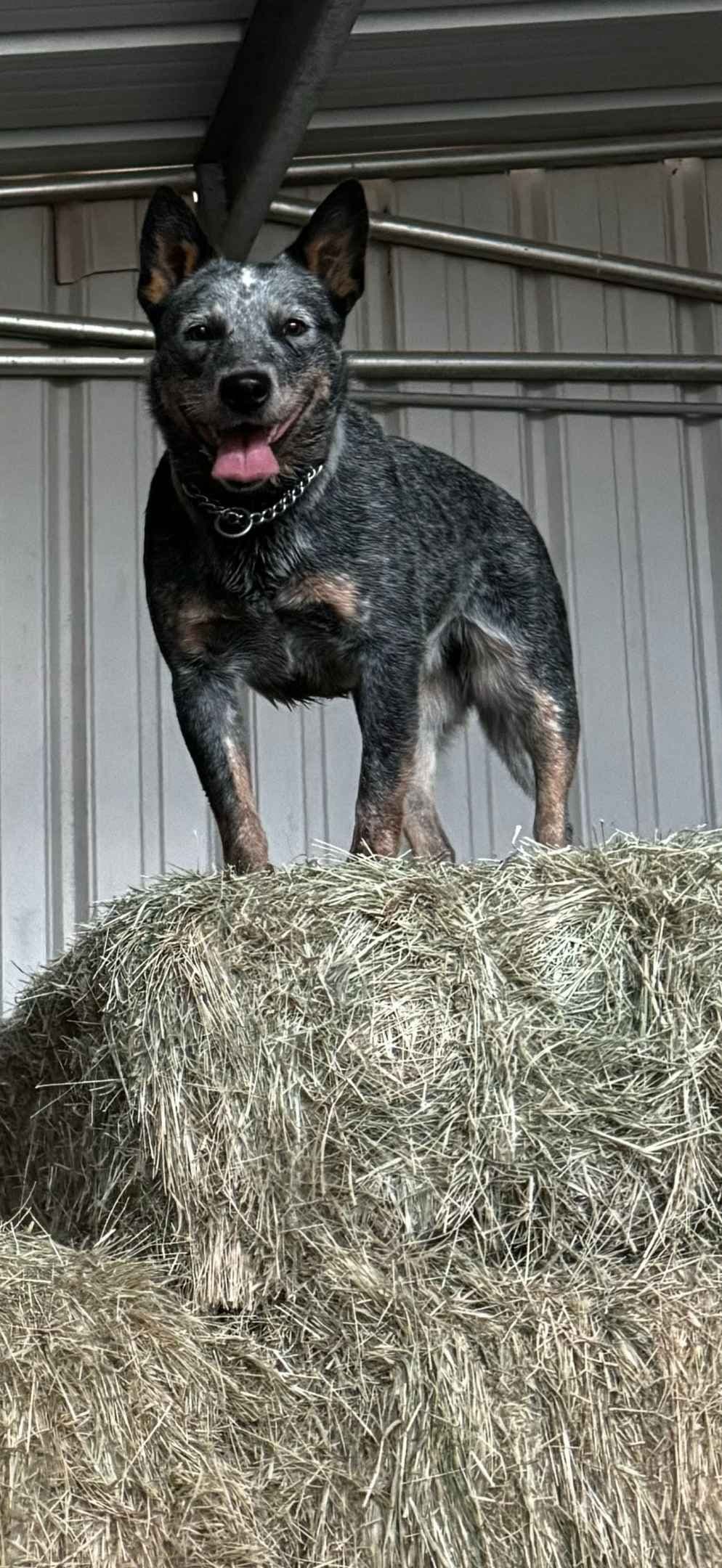Australian Cattle Dog Puppies breeder image 6