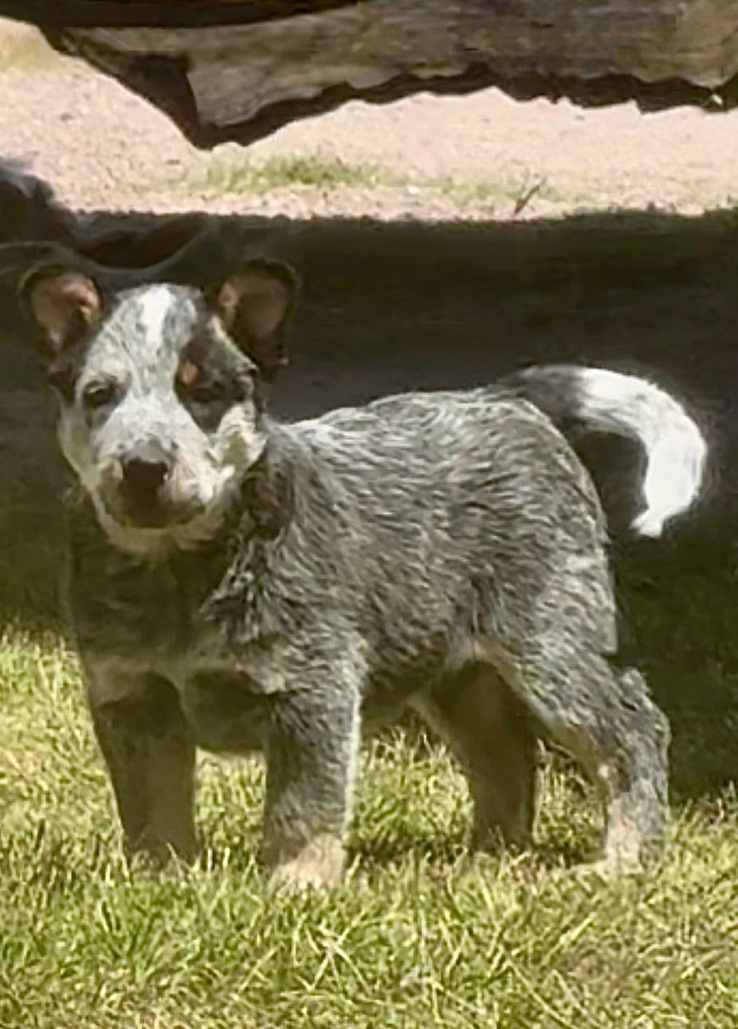 Australian Cattle Dog Puppies breeder image 7