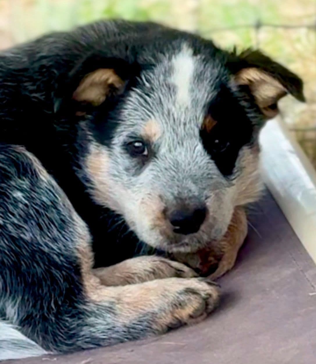 Australian Cattle Dog Puppies breeder image 8