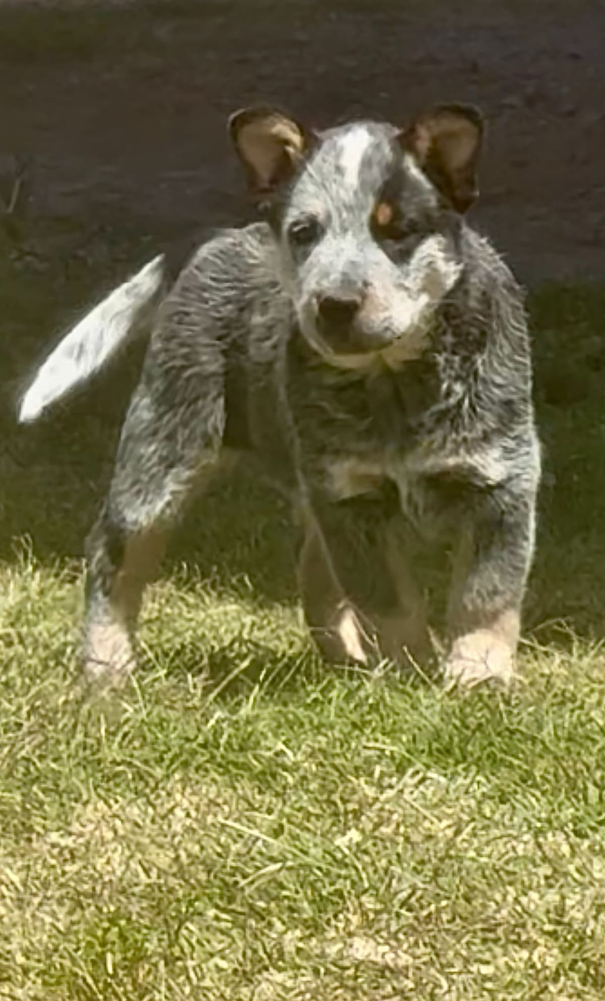 Australian Cattle Dog Puppies breeder image 9