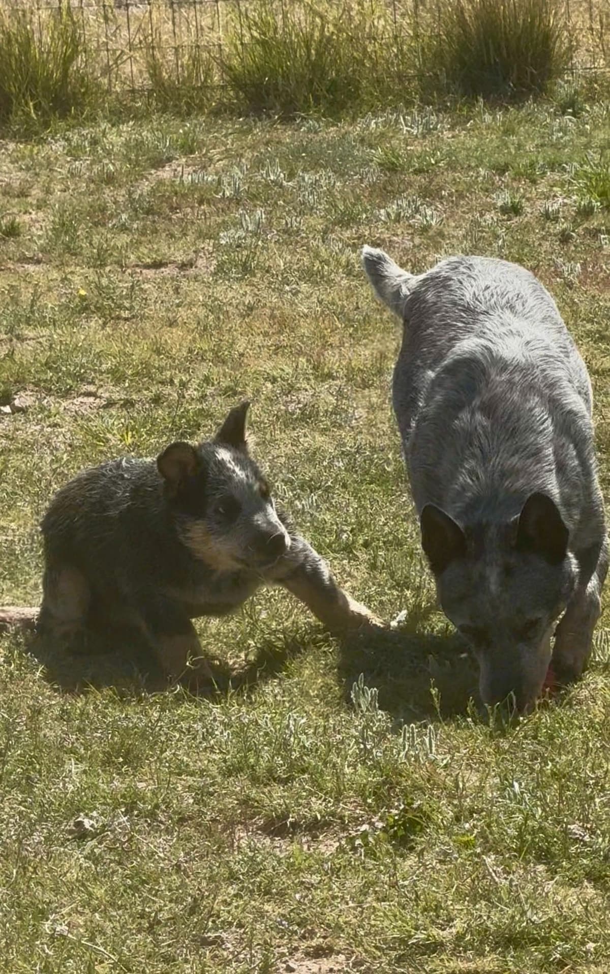 Australian Cattle Dog Puppies breeder image 10