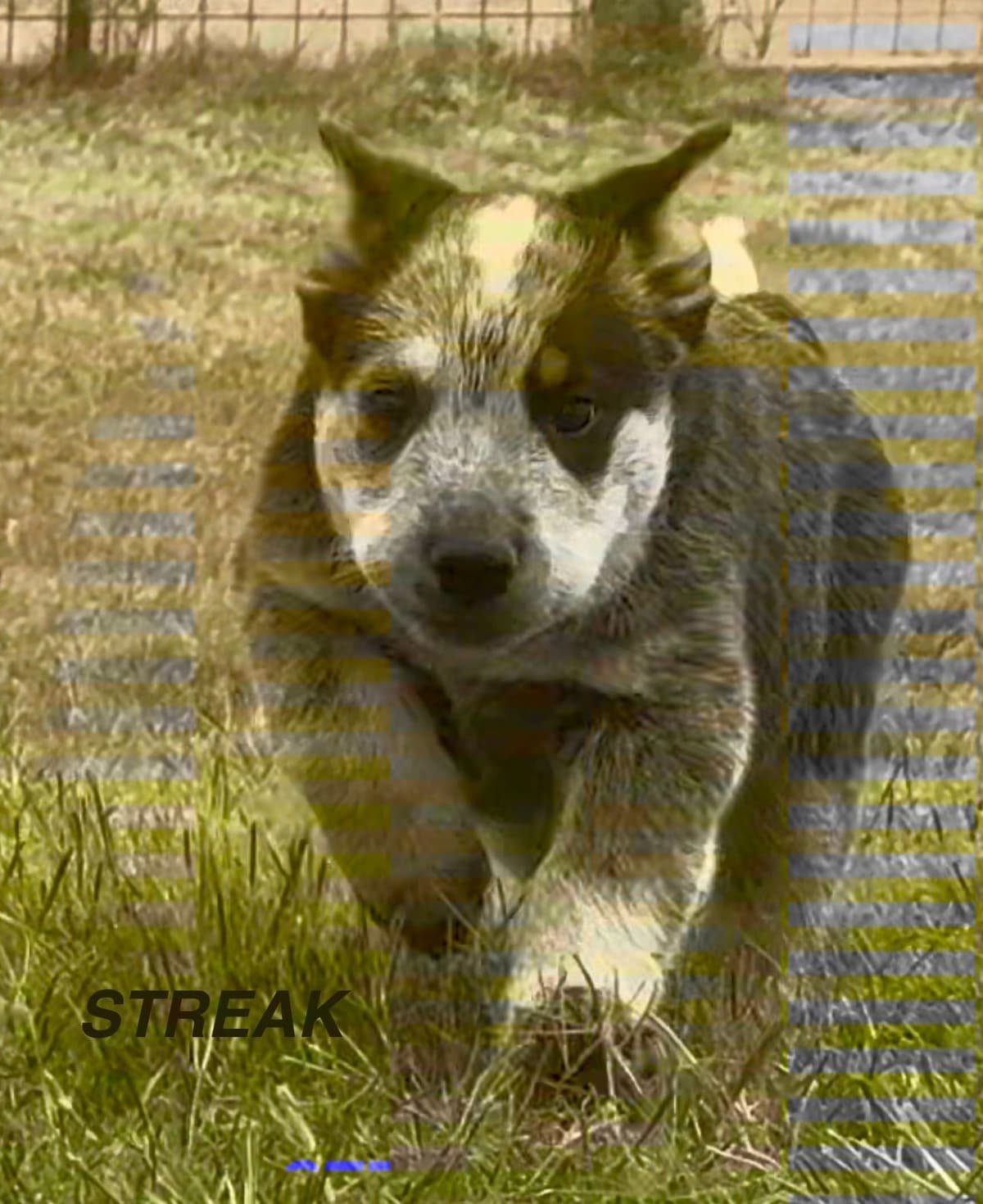 Australian Cattle Dog Puppies breeder image 11