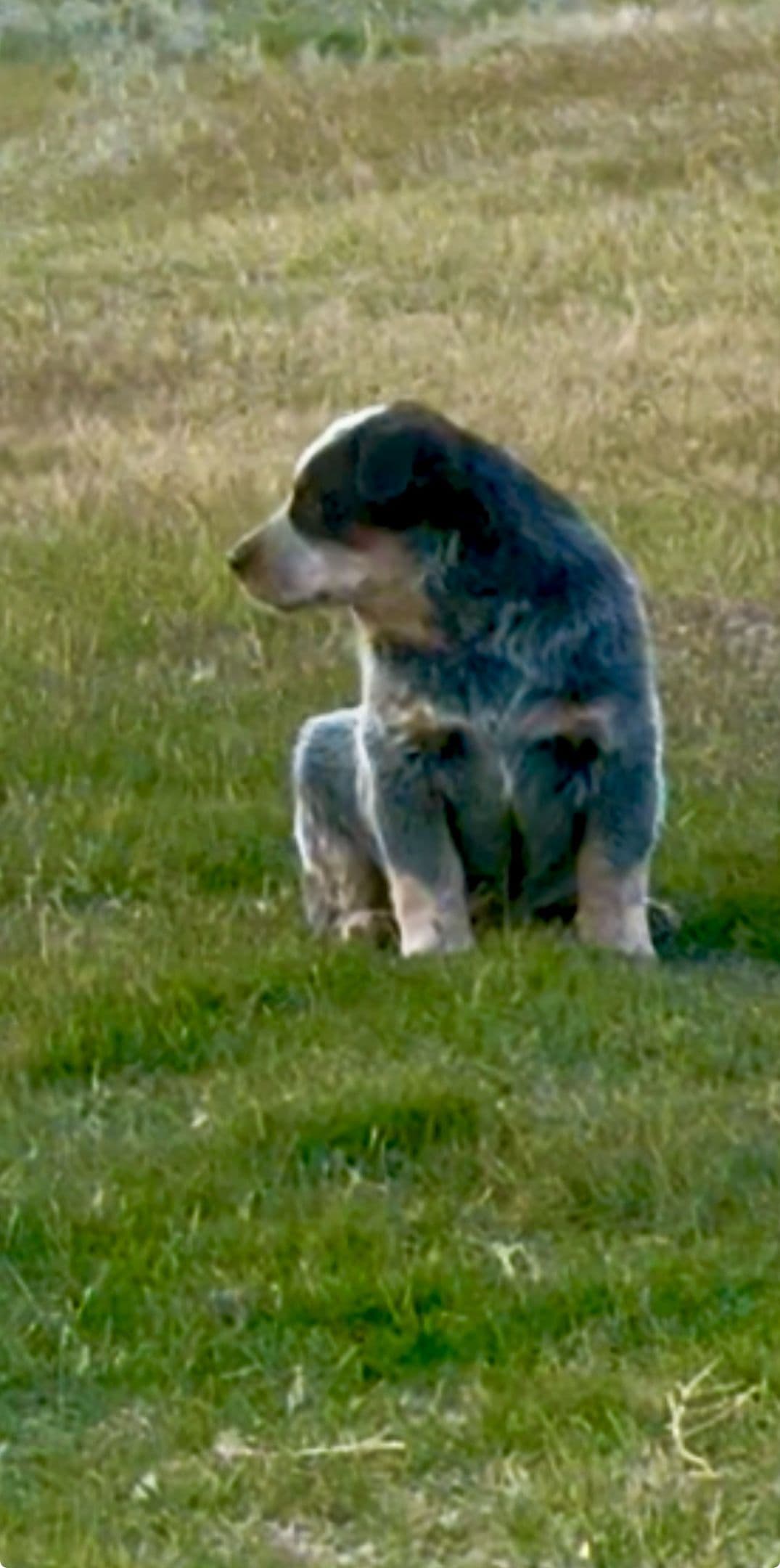 Australian Cattle Dog Puppies breeder image 12