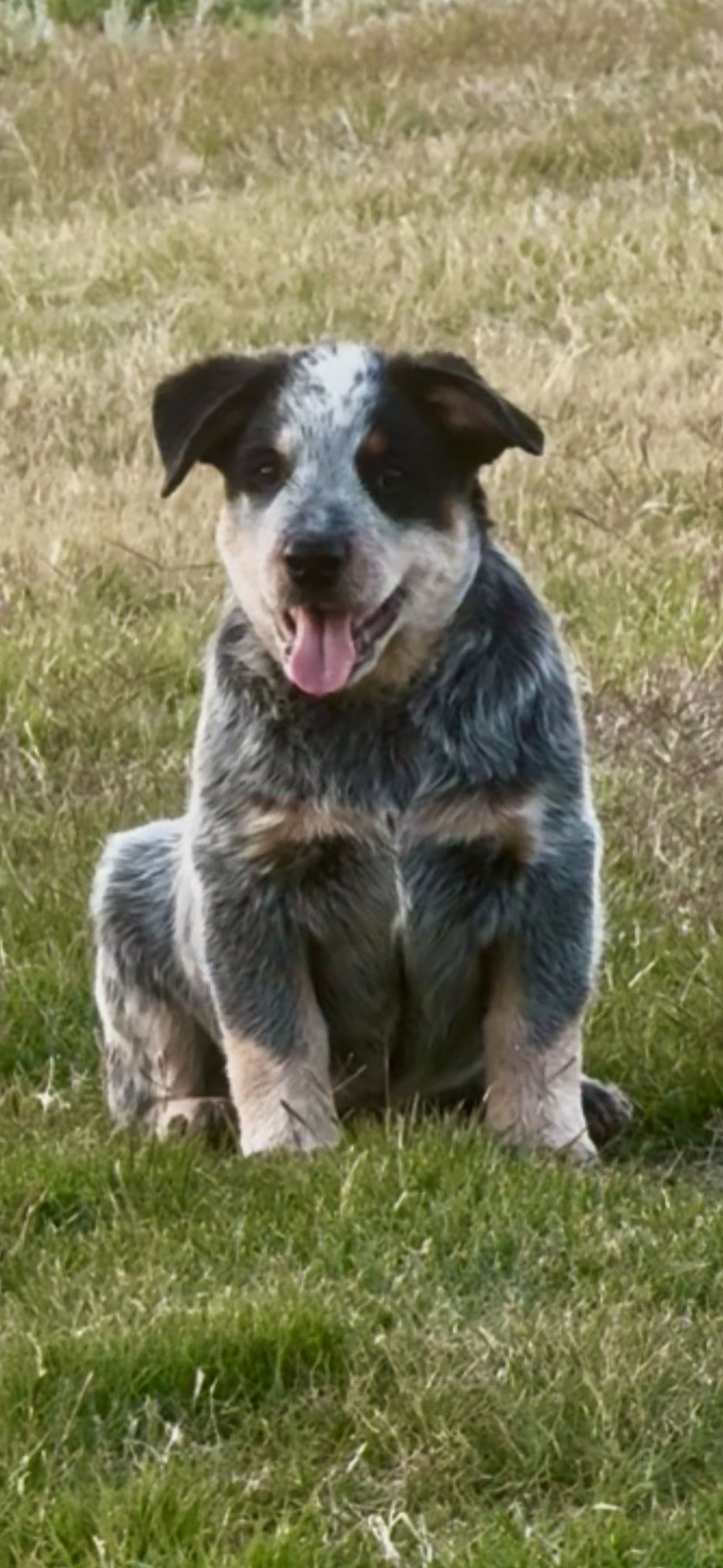Australian Cattle Dog Puppies breeder image 13