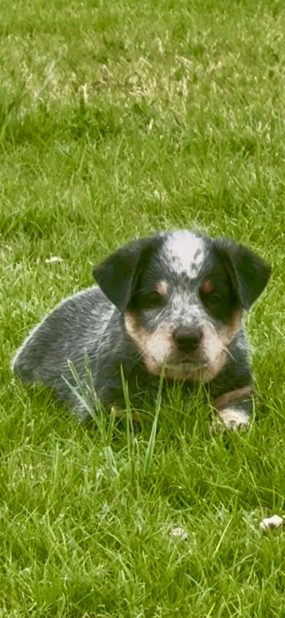 Australian Cattle Dog Puppies breeder image 14