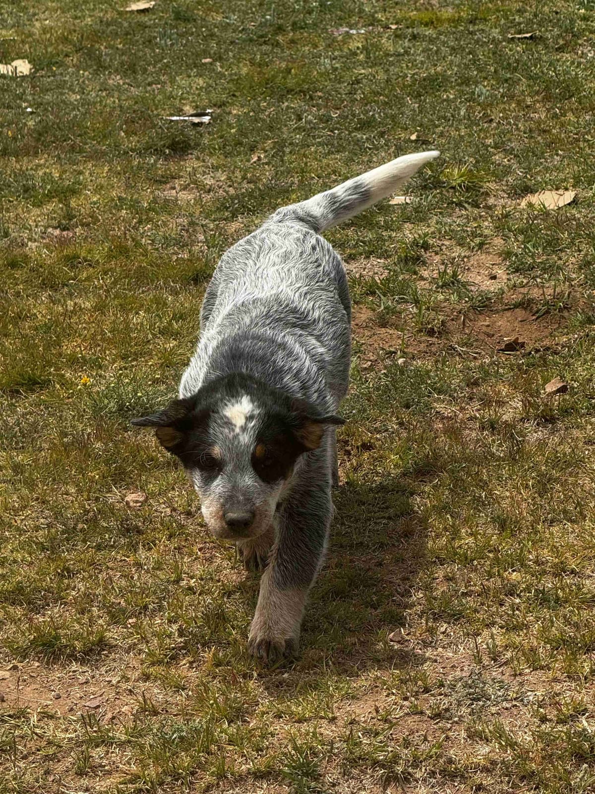 Australian Cattle Dog Puppies breeder image 15