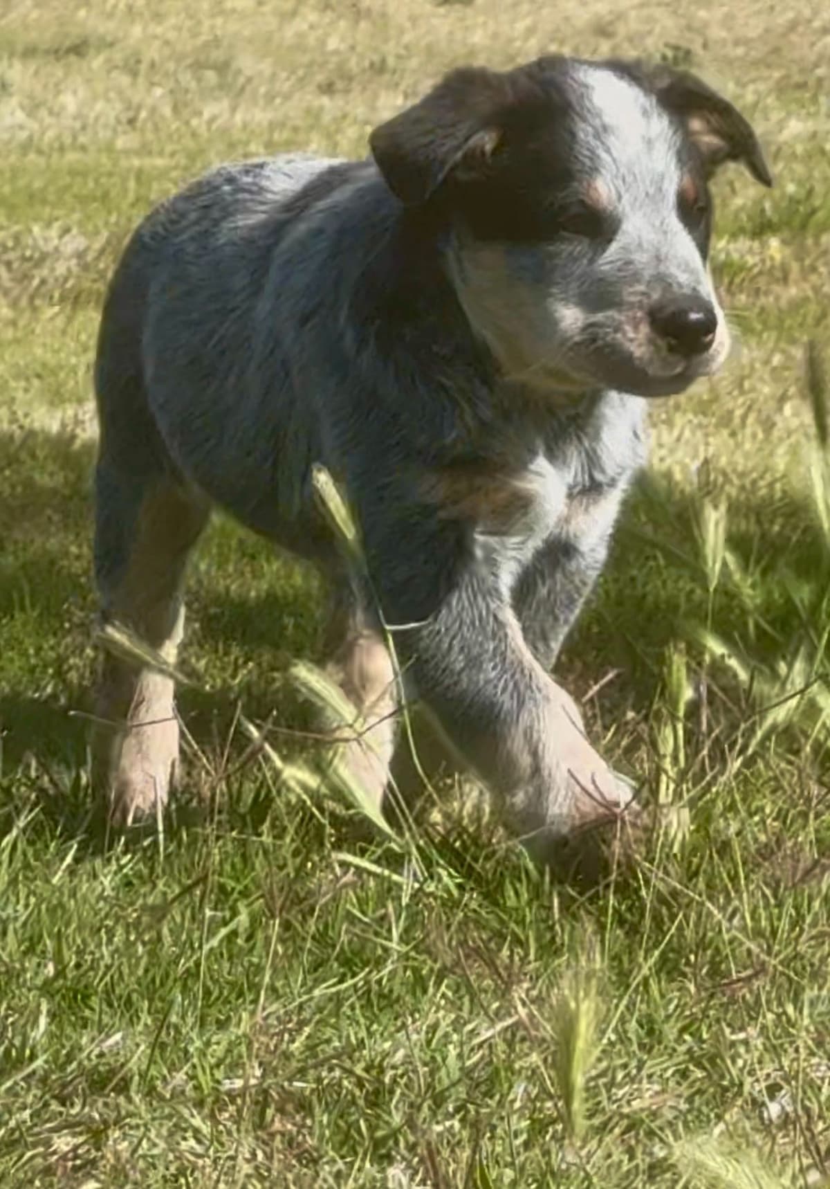 Australian Cattle Dog Puppies breeder image 16