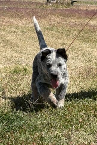 Australian Cattle Dog Puppies breeder image 17