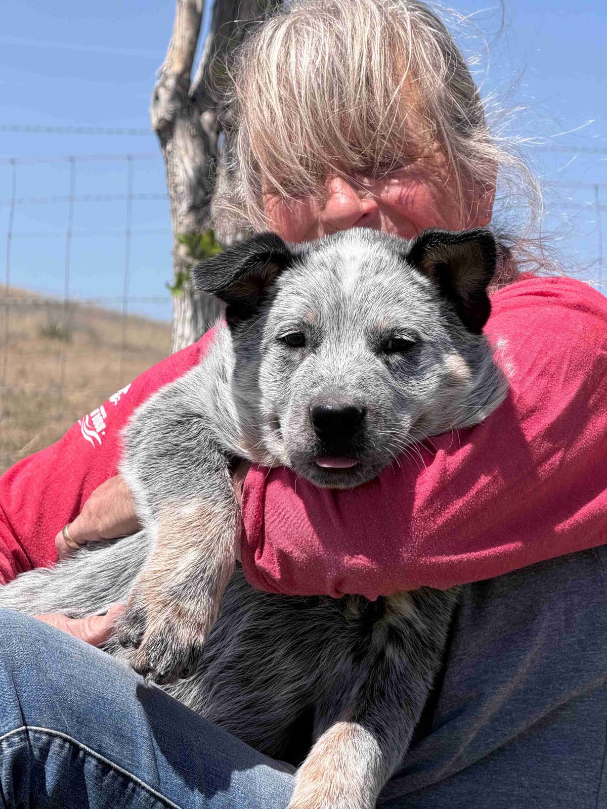 Australian Cattle Dog Puppies breeder image 18