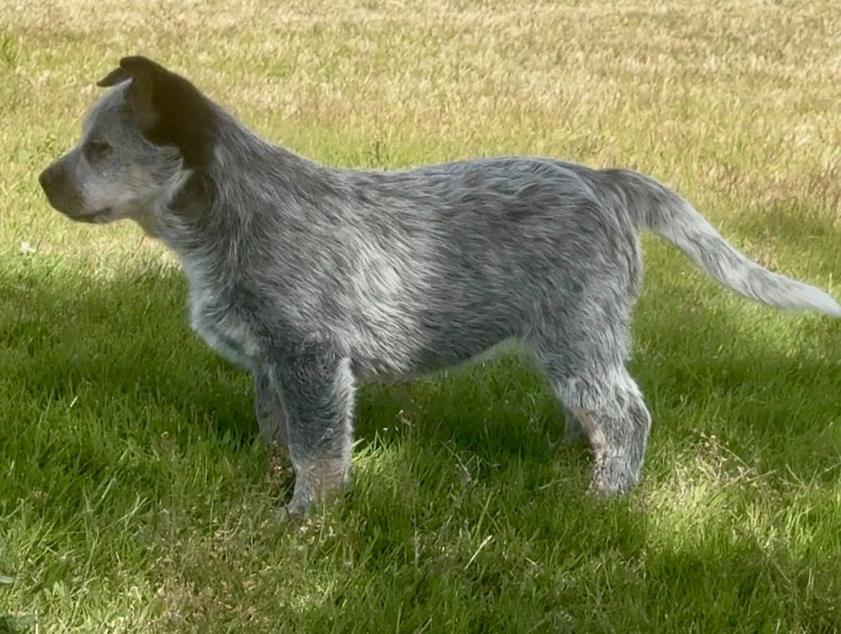 Australian Cattle Dog Puppies breeder image 20