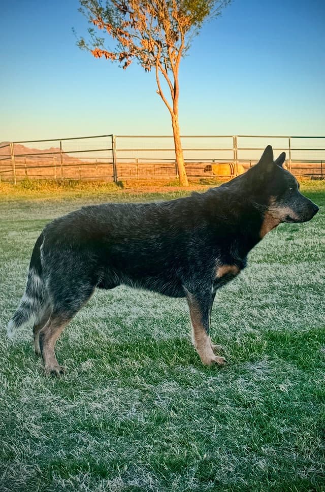 Australian Cattle Dog Puppies media 4