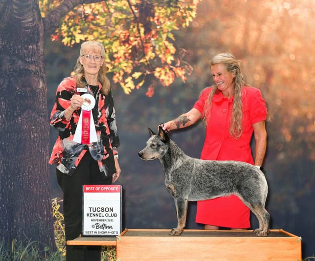 Australian Cattle Dog Puppies media 5