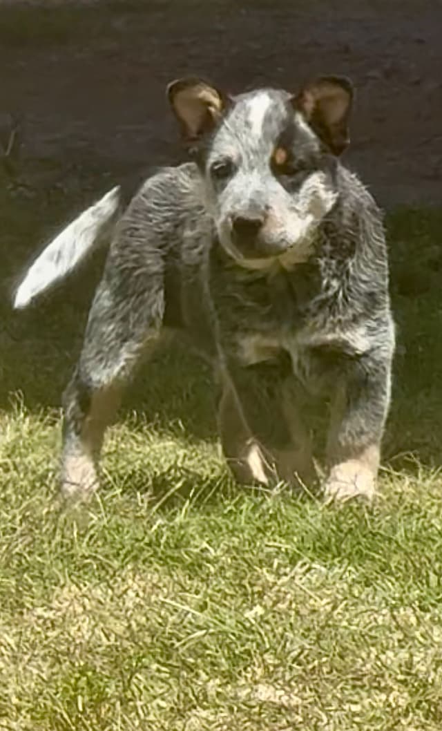 Australian Cattle Dog Puppies media 7