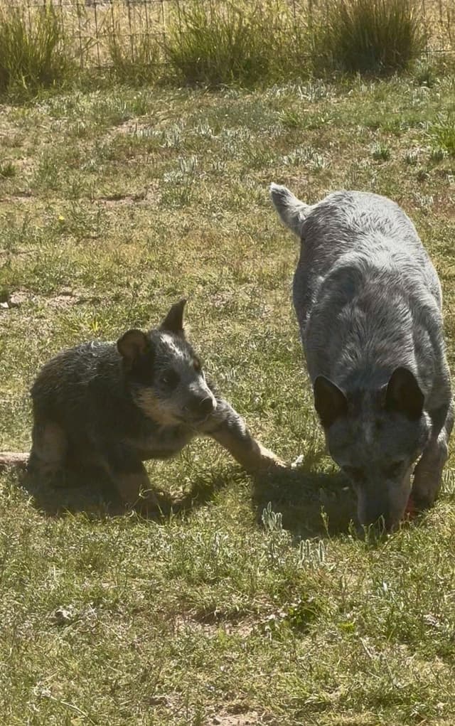 Australian Cattle Dog Puppies media 8