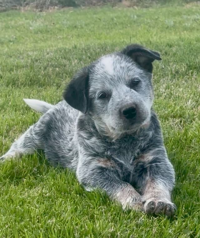Australian Cattle Dog Puppies media 10