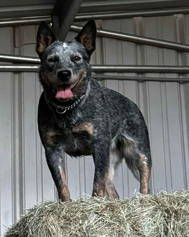Australian Cattle Dog Puppies media 6