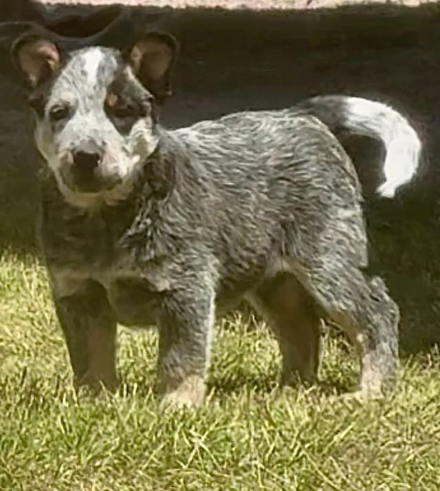 Australian Cattle Dog Puppies media 11