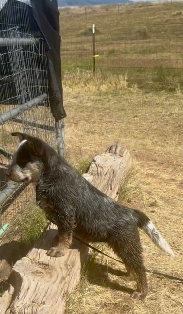 Australian Cattle Dog Puppies media 14