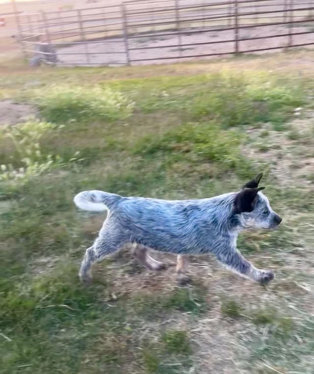 Australian Cattle Dog Puppies media 15