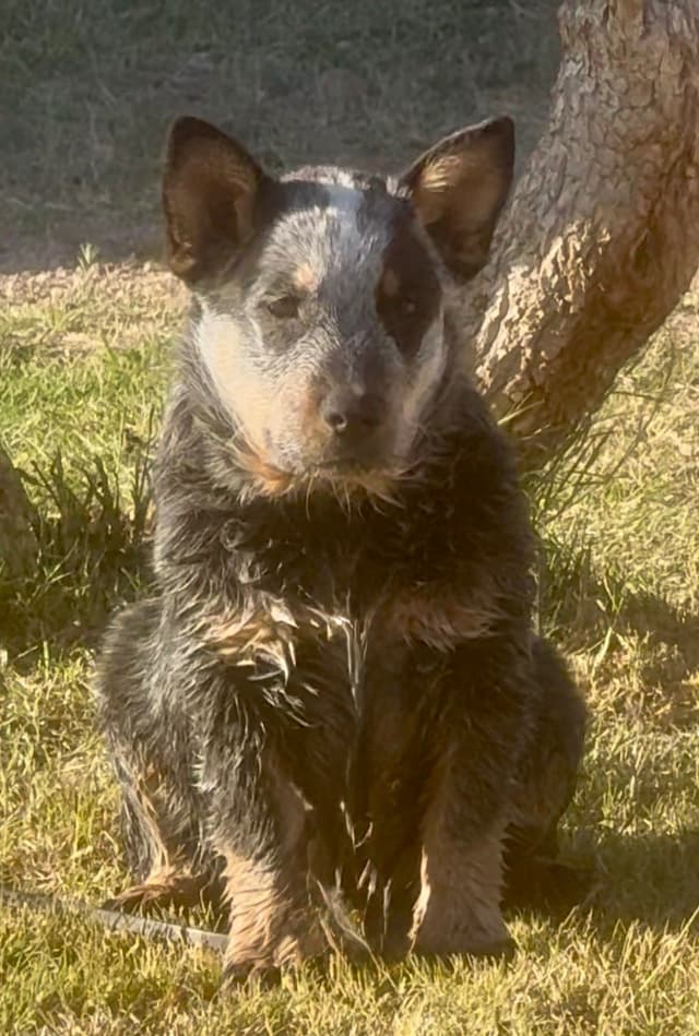 Australian Cattle Dog Puppies media 17
