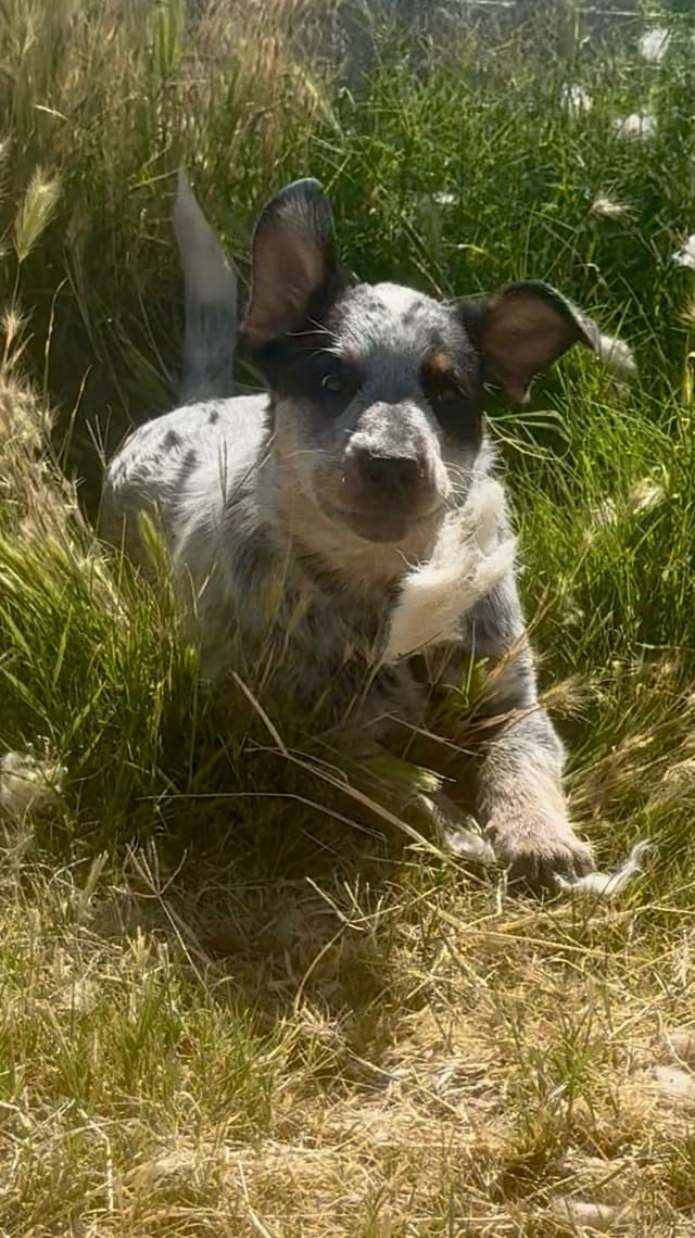 Australian Cattle Dog Puppies media 18