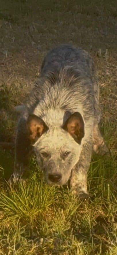 Australian Cattle Dog Puppies media 19