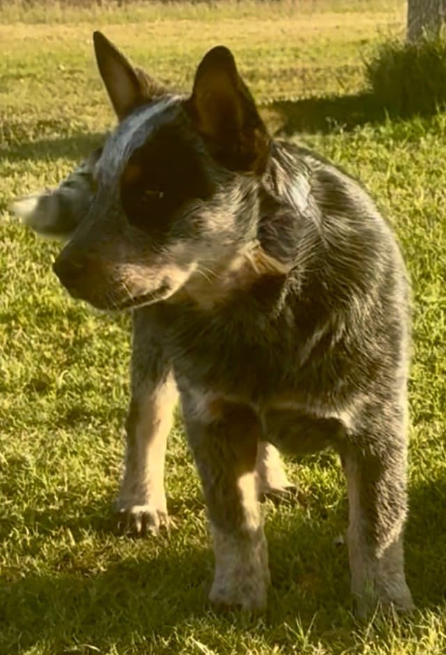 Australian Cattle Dog Puppies media 20