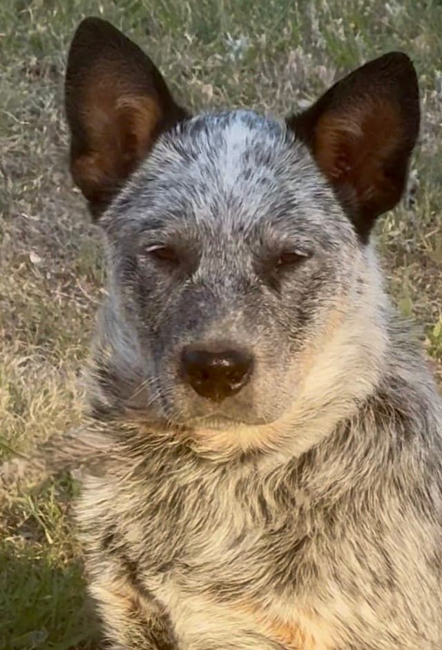 Australian Cattle Dog Puppies media 21