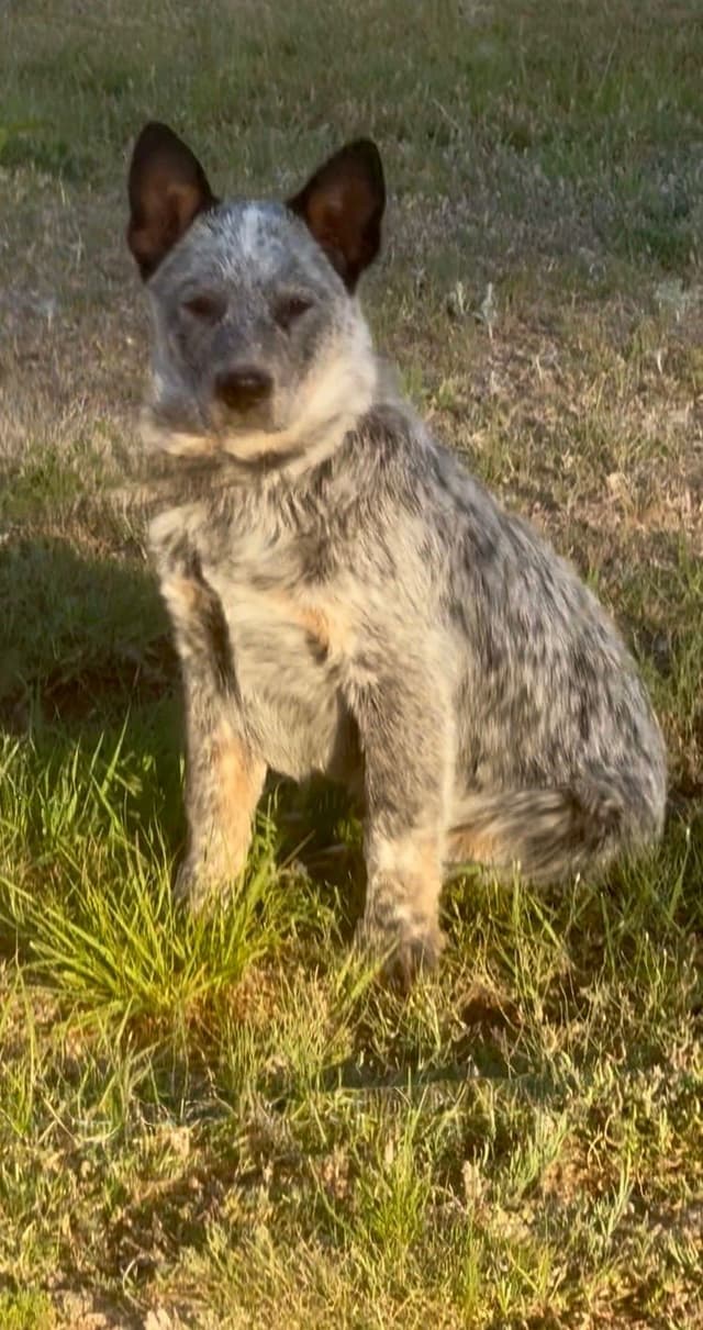 Australian Cattle Dog Puppies media 22