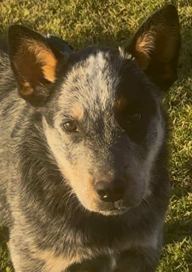 Australian Cattle Dog Puppies media 23
