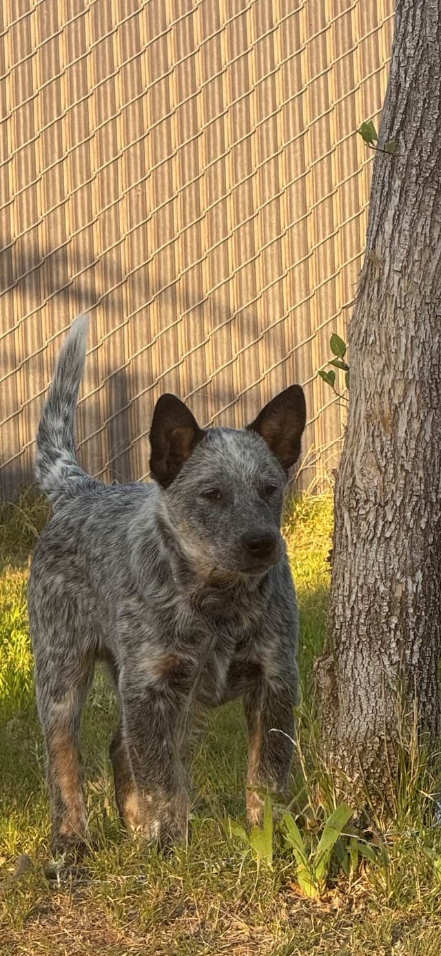 Australian Cattle Dog Puppies media 24