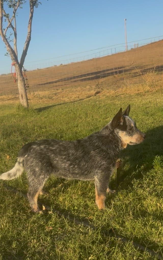 Australian Cattle Dog Puppies media 25