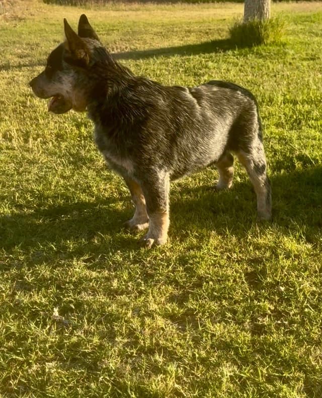 Australian Cattle Dog Puppies media 26