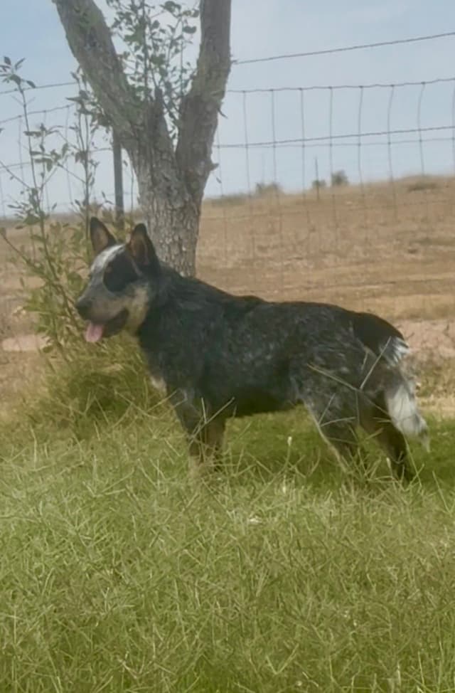 Australian Cattle Dog Puppies media 27