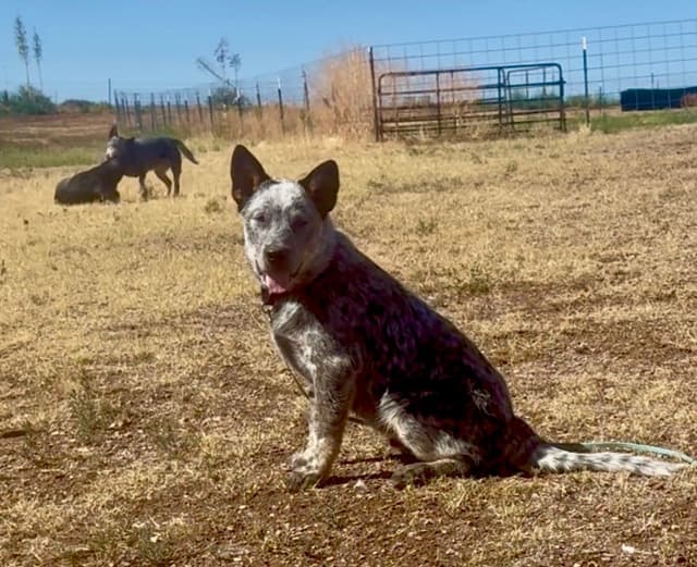 Australian Cattle Dog Puppies media 28