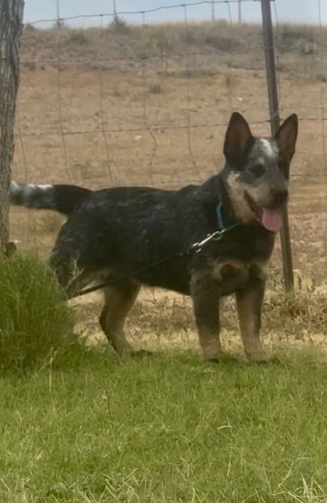 Australian Cattle Dog Puppies media 29
