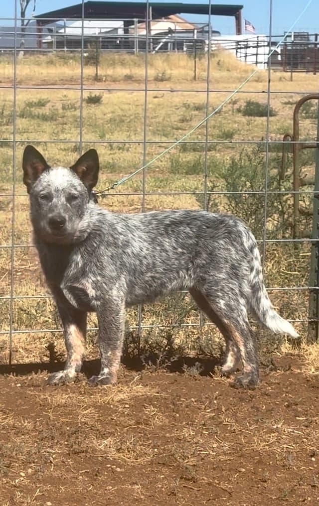 Australian Cattle Dog Puppies media 30