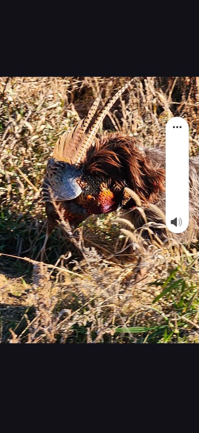 Wirehaired Pointing Griffon Puppies media 4