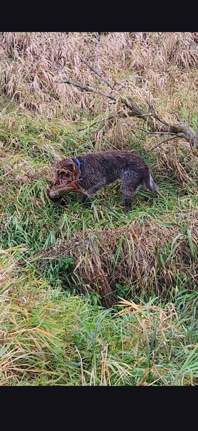 Wirehaired Pointing Griffon Puppies media 3