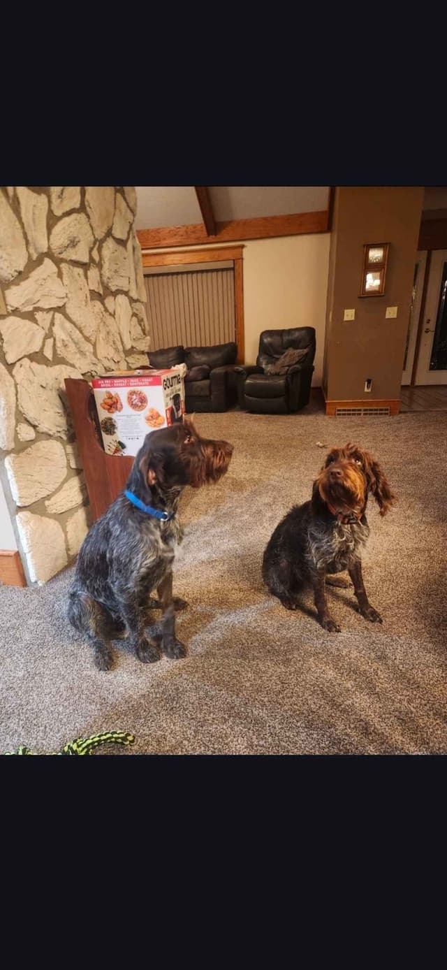 Wirehaired Pointing Griffon Puppies media 5