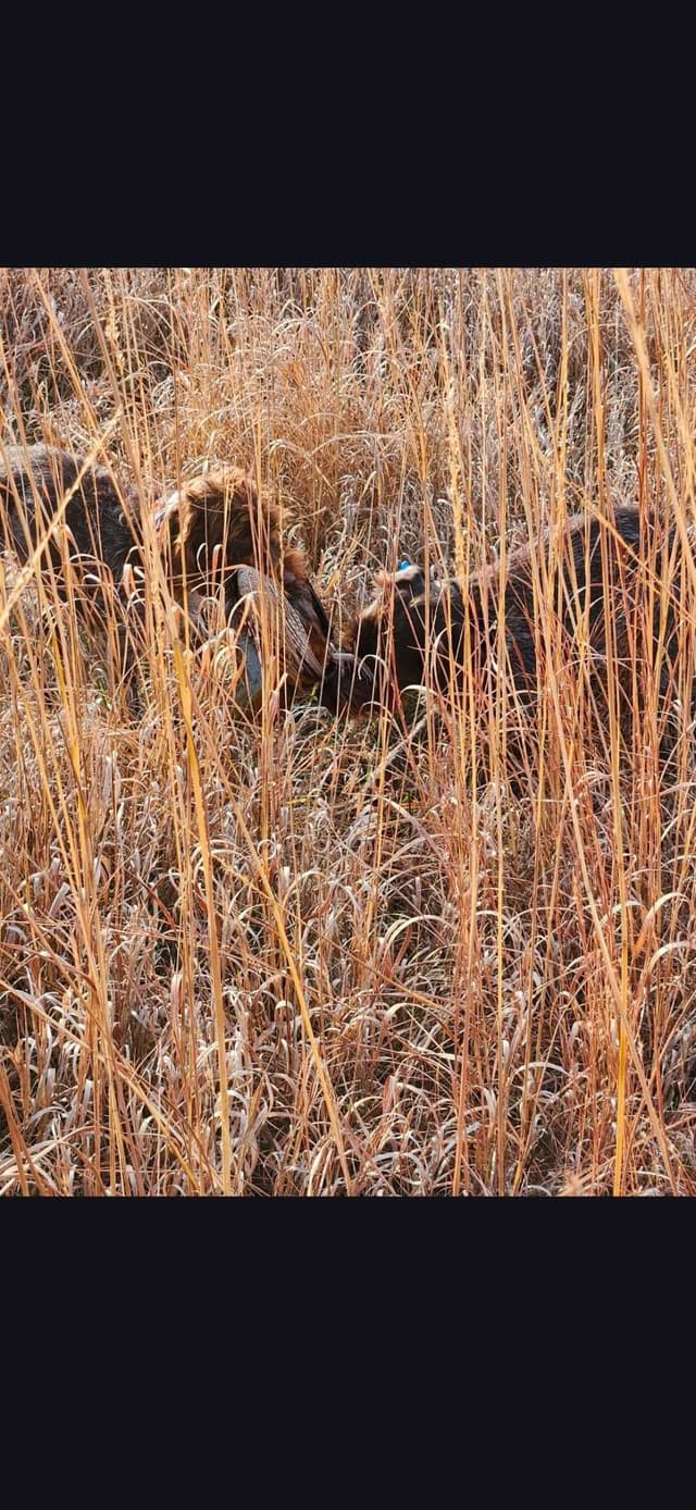 Wirehaired Pointing Griffon Puppies media 6