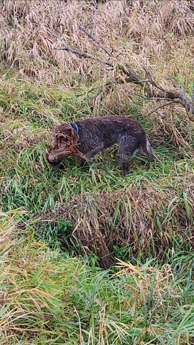 Wirehaired Pointing Griffon Puppies media 7