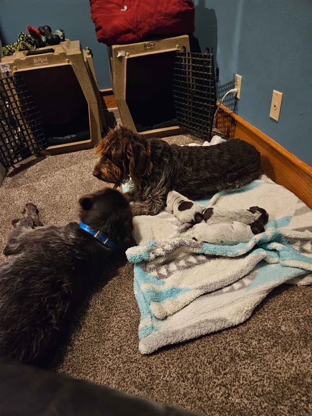 Wirehaired Pointing Griffon Puppies media 8