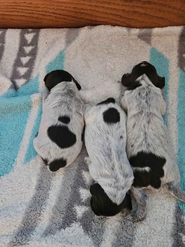 Wirehaired Pointing Griffon Puppies media 9