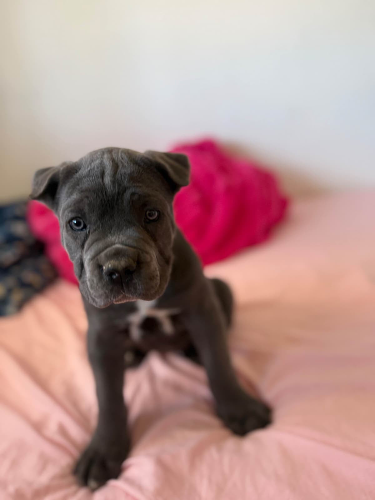 Italian Cane Corso Puppies breeder image 3